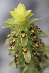 Sideritis montana