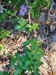 Ampelaster carolinianus