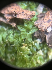 Mniaceae