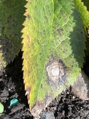 Microsphaeropsis hellebori