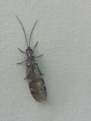 Archichauliodes diversus