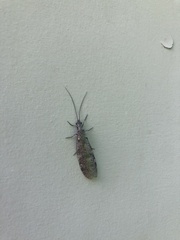 Archichauliodes diversus