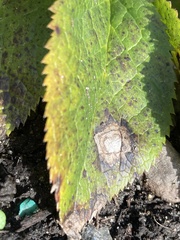 Microsphaeropsis hellebori