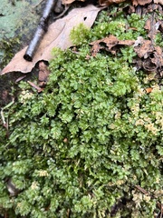Mniaceae