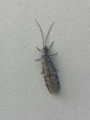 Archichauliodes diversus