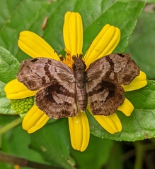 Helias phalaenoides