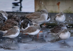 Calidris alpina