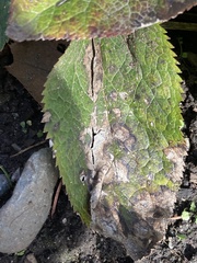 Microsphaeropsis hellebori