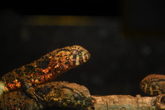 Shinisaurus crocodilurus