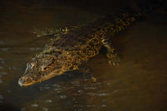 Crocodylus rhombifer