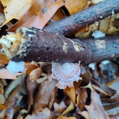 Schizophyllum