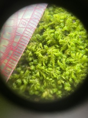 Pseudanomodon attenuatus