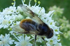 Cheilosia illustrata