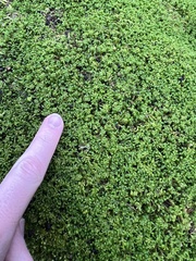 Pseudanomodon attenuatus