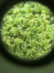 Pseudanomodon attenuatus