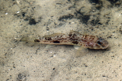 Yongeichthys nebulosus