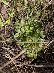 Sanicula arctopoides