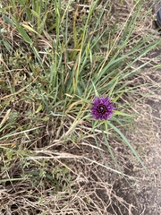 Tragopogon porrifolius