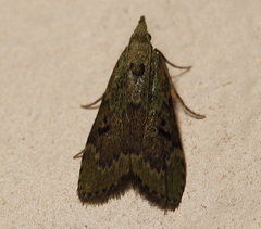 Heteromicta tripartitella