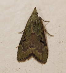 Heteromicta tripartitella