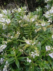 Veronica × lewisii