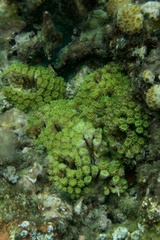 Galaxea fascicularis