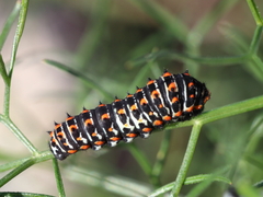 Papilio machaon syriacus