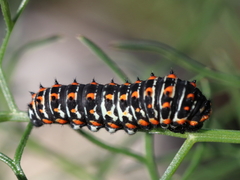 Papilio machaon syriacus