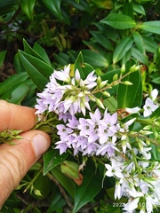 Veronica × lewisii