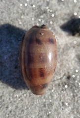 Macrocypraea zebra
