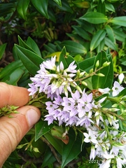 Veronica × lewisii