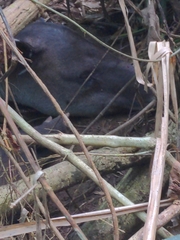 Tapirus bairdii
