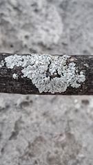 Physcia americana