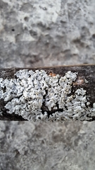 Physcia americana