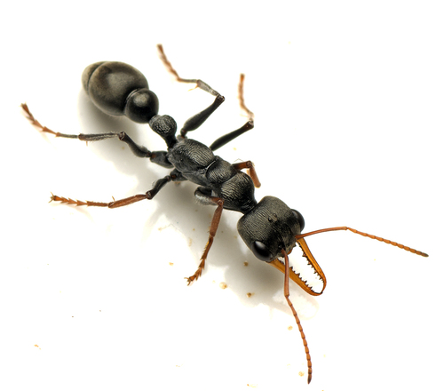 克氏牛蚁Myrmecia croslandi