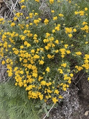 Eriophyllum