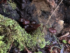 Tubaria punicea