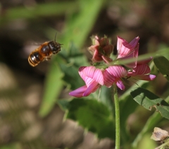 Osmia aurulenta