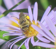 Melissodes microstictus