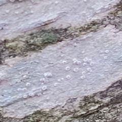 Lecanora subpallens