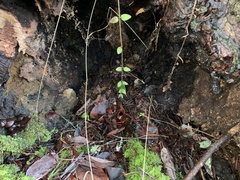 Tubaria punicea