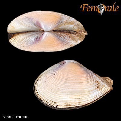 Representative image of Corbula