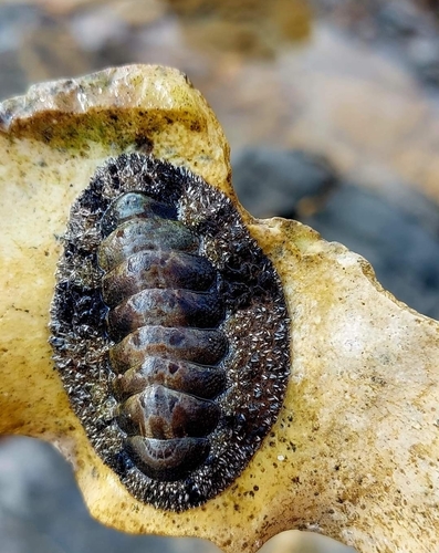 Acanthopleura vaillantii