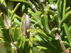 Agonoscelis versicoloratus