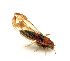 Anoeconeossa