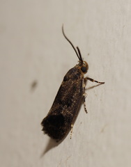 Pycnocera hypoxantha