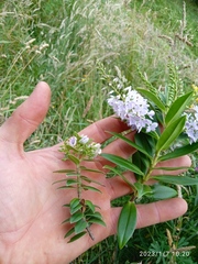 Veronica × lewisii
