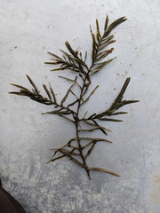 Potamogeton robbinsii
