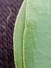 Veronica × lewisii