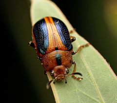 Calomela curtisi